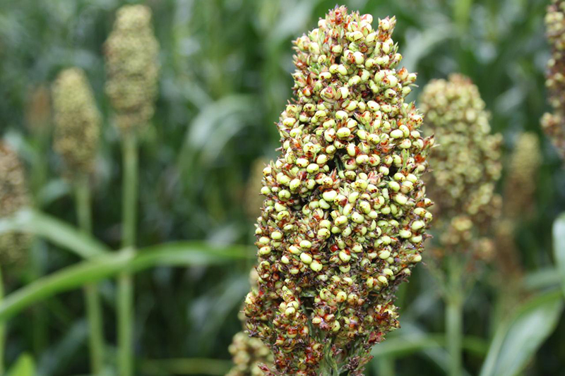 Odmiana sorgo