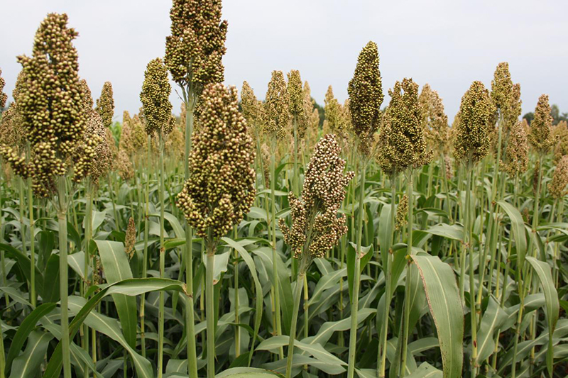 Sorgo