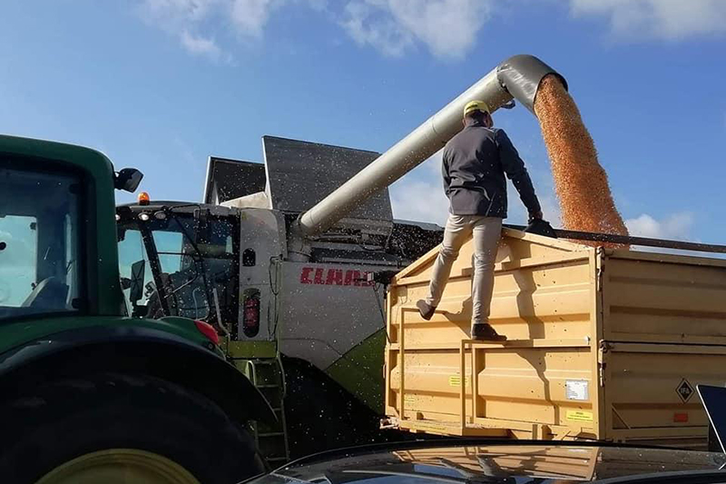 Wstępne wyniki COBORU odmian kiszonkowych