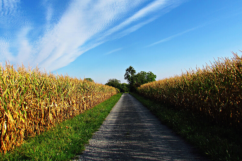 Co warto wiedzieć o uprawie kukurydzy
