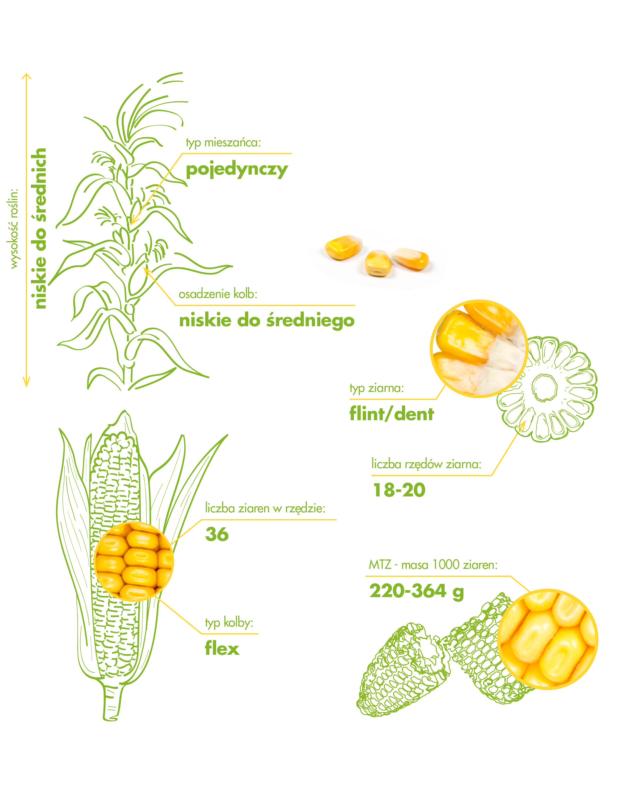 Farmoritz_Morfologia