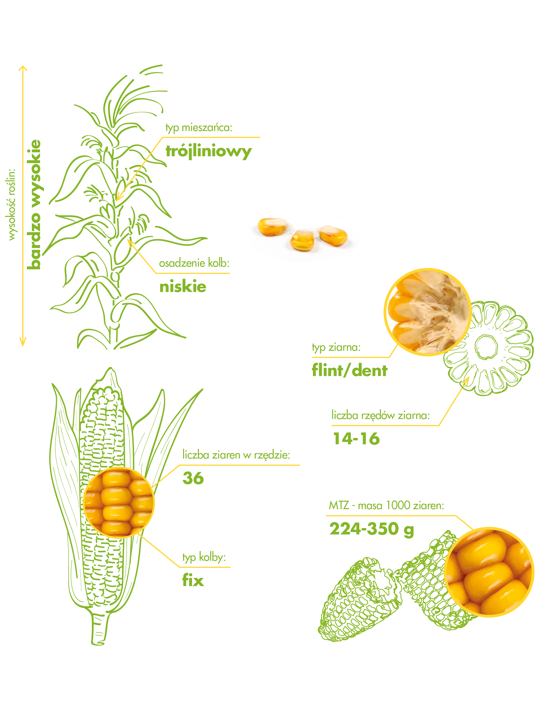 Farmaxus_Morfologia