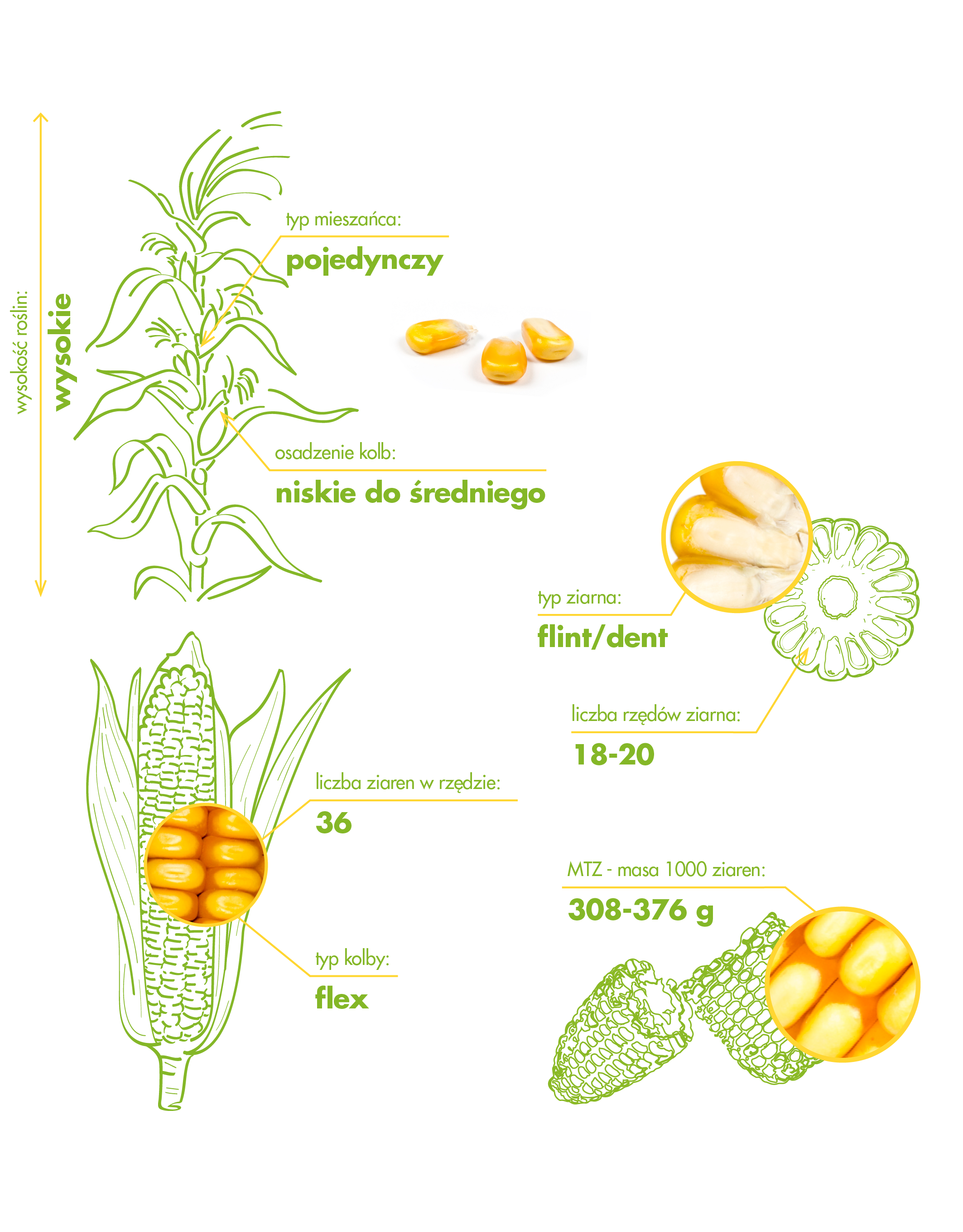 Farmodena_Morfologia