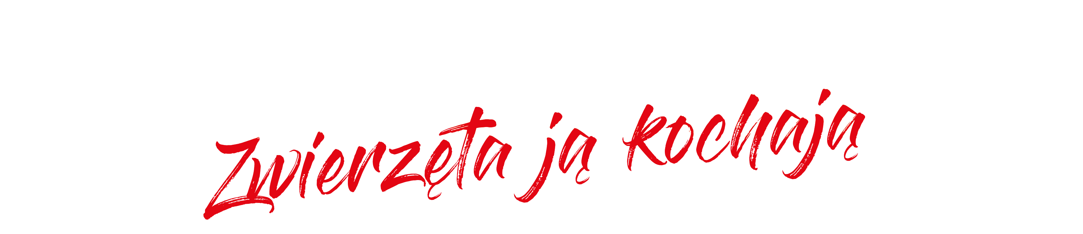 Koniczyna biała_nazwa