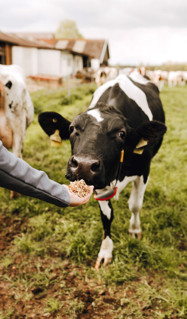 Kuh wird auf einer Wiese mit der Hand gefüttert