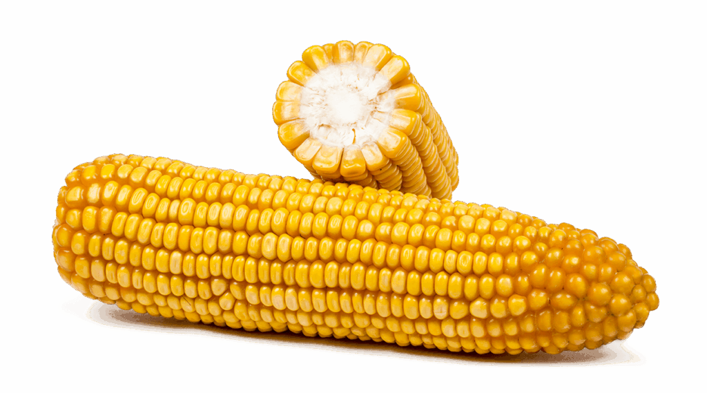 Ganzer Maiskolben und Maiskolben im Querschnitt der Sorte FARMROCK.