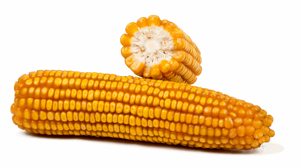 Ganzer Maiskolben und Maiskolben im Querschnitt der Sorte FARMUNOX.