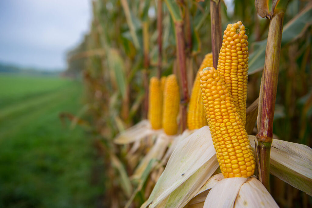 Feldrand eines Maisfeldes mit Maispflanzen