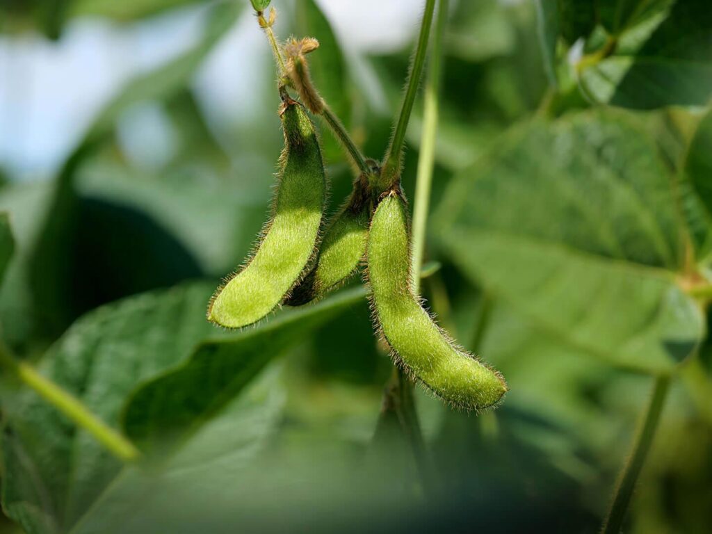 Grüne Sojabohnen an der Pflanze