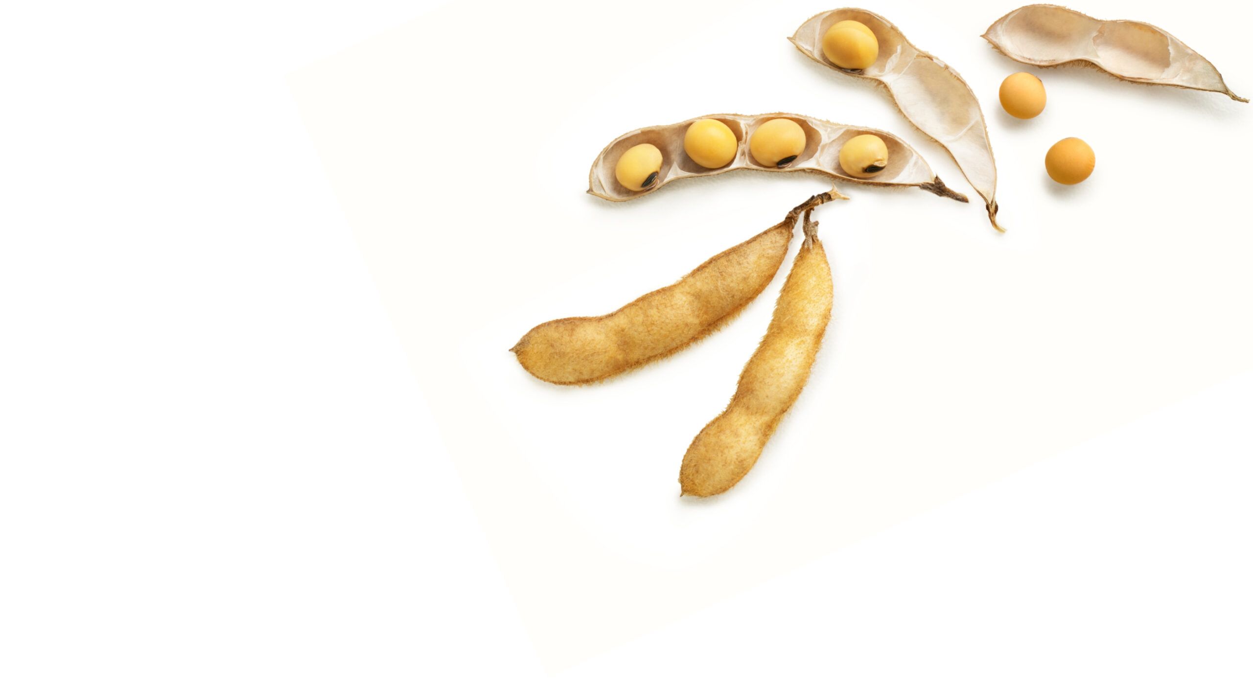 Reife Sojabohnen in der Hülse