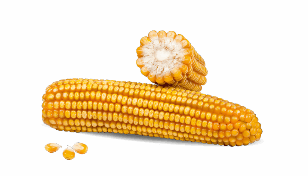 Kolba kukurydzy cała i kolba kukurydzy w przekroju poprzecznym odmiany FARMFIRE