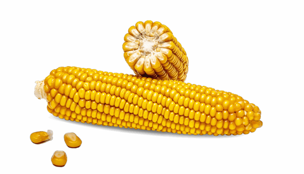 Kolba kukurydzy cała i kolba kukurydzy w przekroju poprzecznym odmiany FARMISTIK
