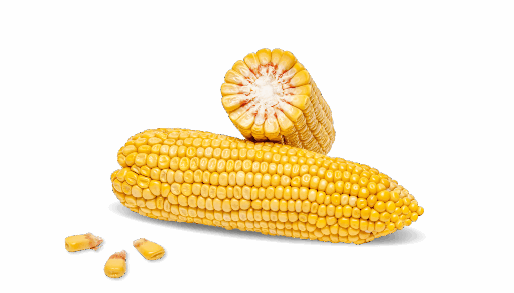 Kolba kukurydzy cała i kolba kukurydzy w przekroju poprzecznym odmiany FARMPAX