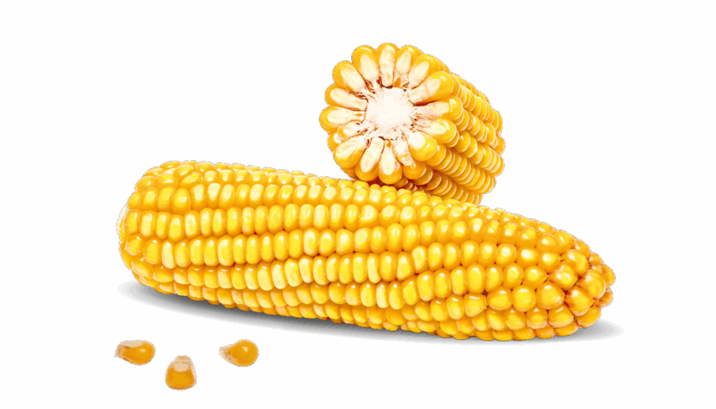 Kolba kukurydzy cała i kolba kukurydzy w przekroju poprzecznym odmiany FARMQUICK