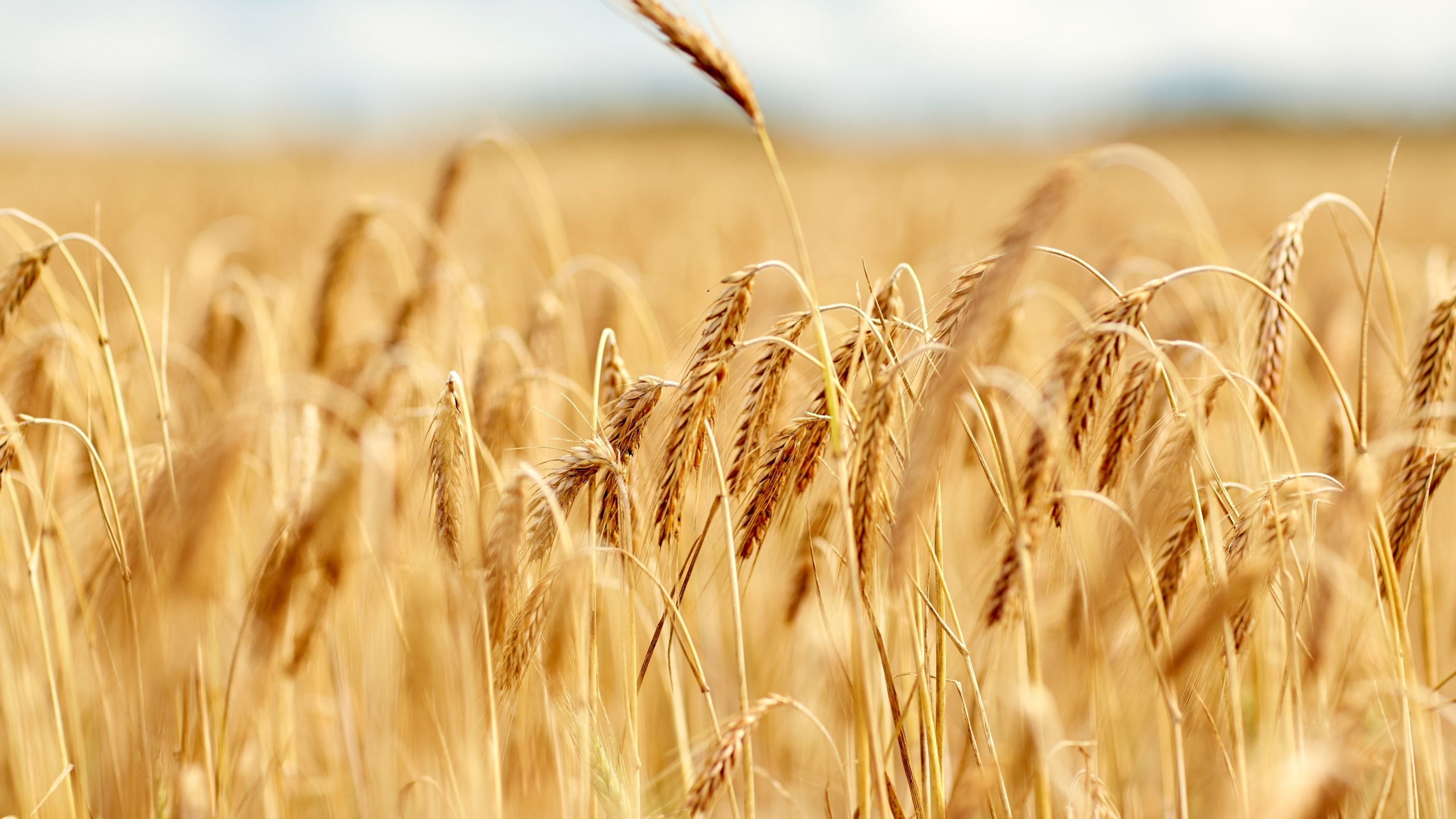 Pole z żytem hybrydowym